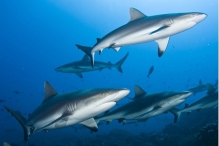 Image de la catégorie Atolls du sud