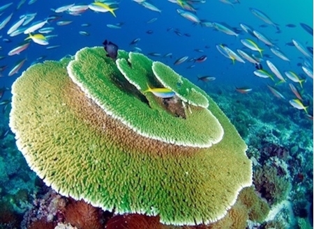 Immagine per la categoria IMMERSIONI ALLE MALDIVE 