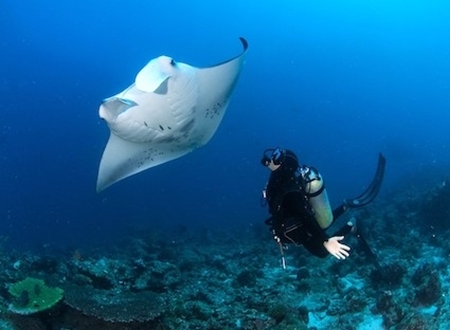 Image de la catégorie PLONGÉE & SNORKELING - MALDIVES