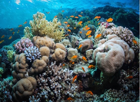 Picture for category DIVING IN NOSY BE