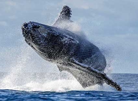 Picture for category WHALE WATCHING