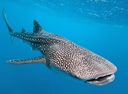 Image de la catégorie OBSERVATION DU REQUIN BALEINE