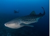 Picture of PADI Master Scuba Diver