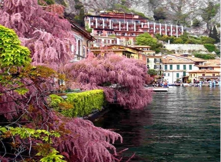 Immagine per la categoria LIMONE SUL GARDA